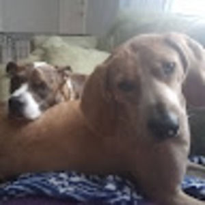 Meet your Posher, Callie